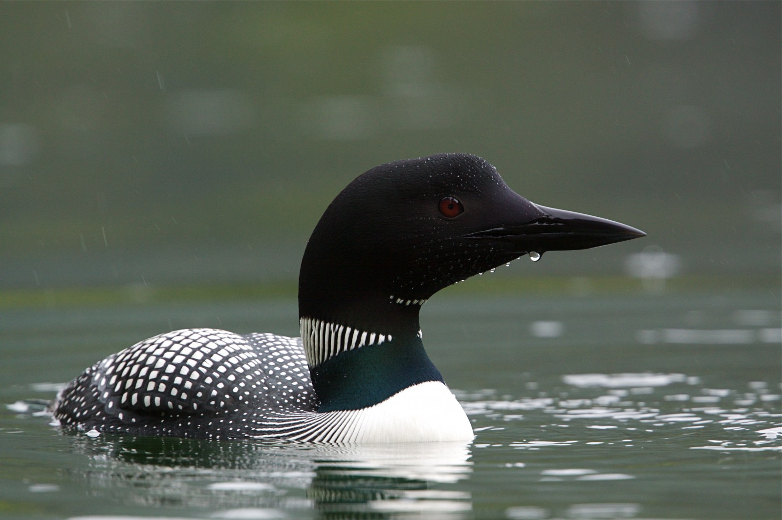 Black-throated Loon